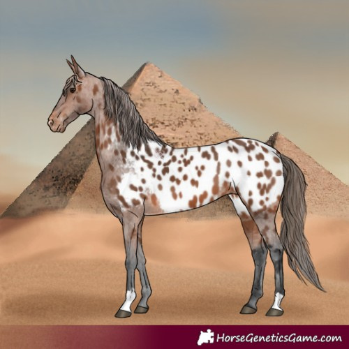 Horse Color:Bay Appaloosa 