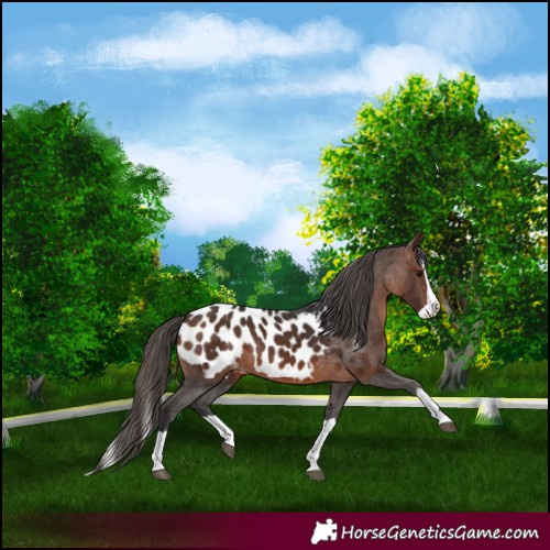 Horse Color:Brown Splash Appaloosa 