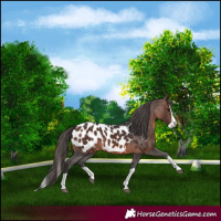 Horse Color:Brown Splash Appaloosa 
