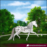 Horse Color:Brown Splash Appaloosa