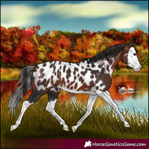 Horse Color:Bay Splash Appaloosa 