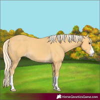 Horse Color:Palomino 