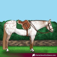 Horse Color:Gray Chestnut Near Leopard 