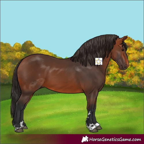 Horse Color:Bay 