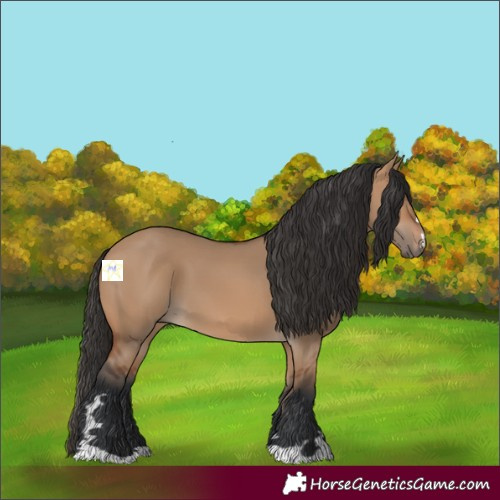 Horse Color:Bay Dun 