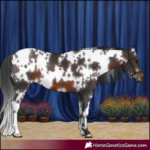 Horse Color:White Spotted Brown 