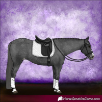 Horse Color:Black Appaloosa Rabicano 