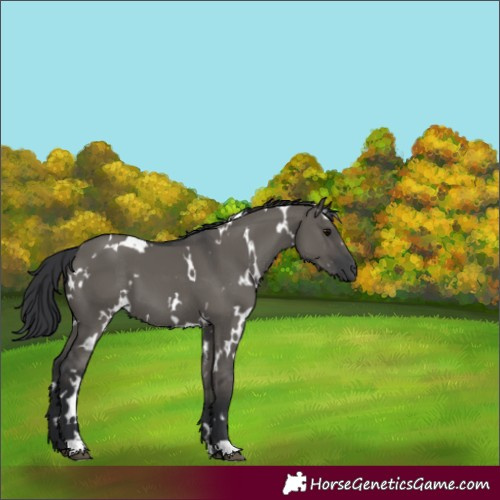 Horse Color:White Spotted Grullo 