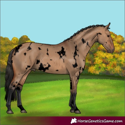 Horse Color:Void White Spotted Bay Dun Rabicano 