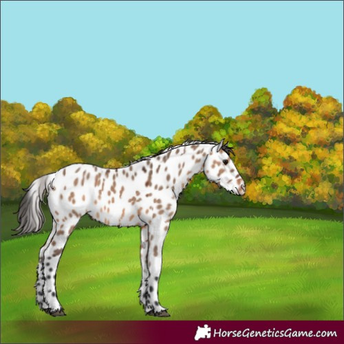 Horse Color:White Spotted Brown Dun Appaloosa Rabicano 