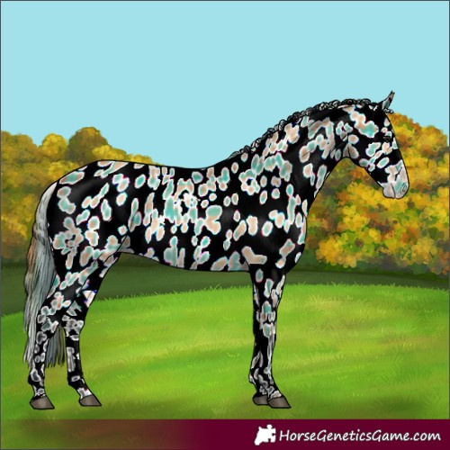 Horse Color:Plaid  Bay Dun Appaloosa 