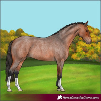 Horse Color:Bay Roan