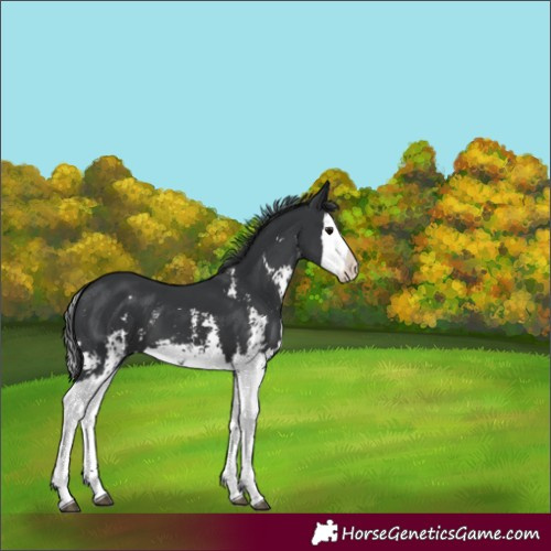 Horse Color:Black Sabino Splash 