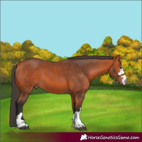Horse Color:Bay 