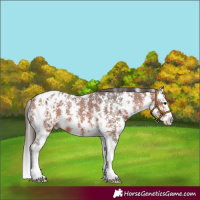 Horse Color:Bay Sabino Splash Appaloosa 