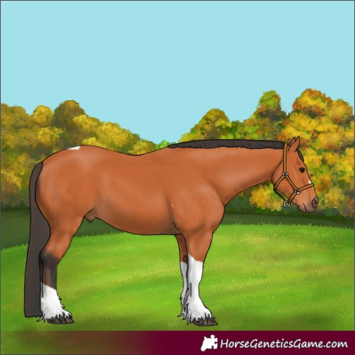 Horse Color:Bay Tobiano 