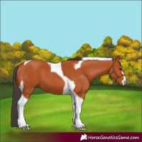 Horse Color:Bay Tobiano 