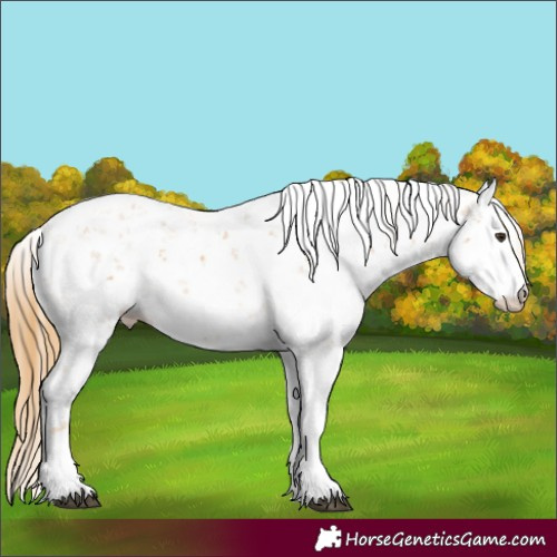 Horse Color:Chestnut Sabino 