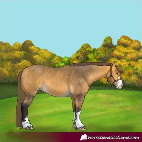 Horse Color:Buckskin Appaloosa 