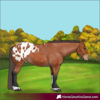 Horse Color:Bay Tobiano Appaloosa 