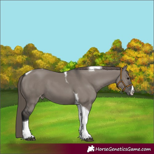 Horse Color:Grullo Tobiano Appaloosa 