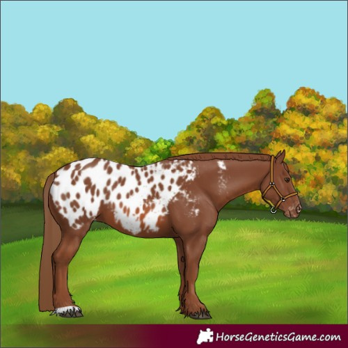 Horse Color:Chestnut Blanket 