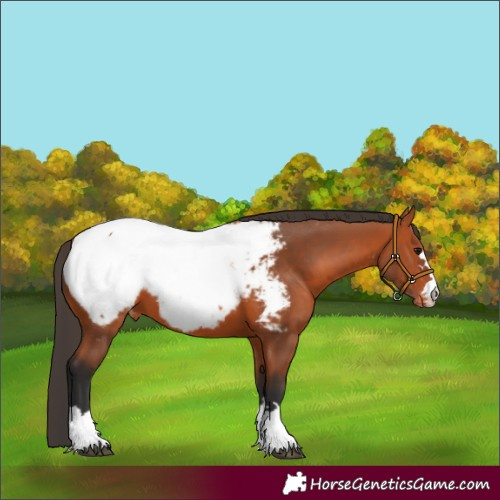 Horse Color:Bay Appaloosa 
