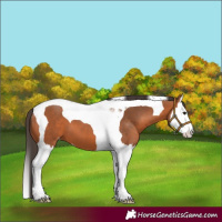 Horse Color:Bay Splash Tobiano Appaloosa 