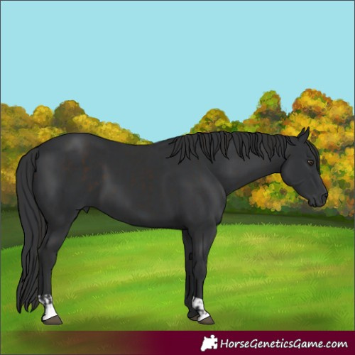 Horse Color:Liver Chestnut and Black