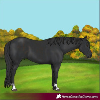 Horse Color:Liver Chestnut  and Black 