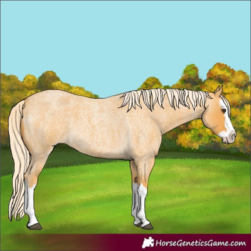 Horse Color:Palomino Roan Splash 