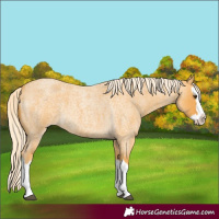 Horse Color:Palomino Roan Splash 