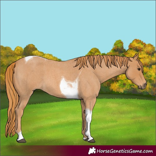 Horse Color:Red Roan Tobiano 