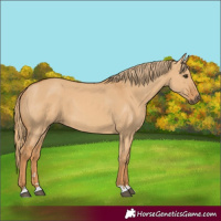 Horse Color:Red Dun 