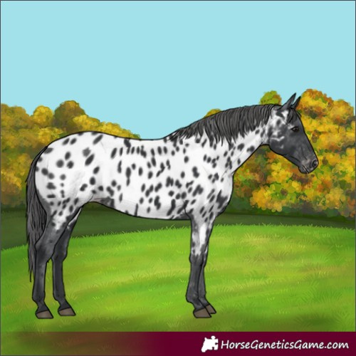 Horse Color:Black Near Leopard 