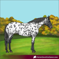 Horse Color:Black Appaloosa 