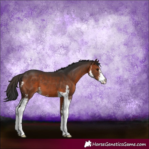 Horse Color:Brown Sabino