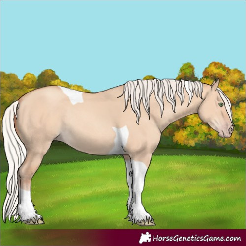Horse Color:Silver Amber Champagne Dun Tobiano Rabicano 