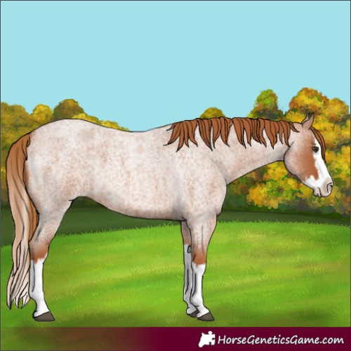 Horse Color:Red Roan Splash 