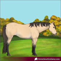 Horse Color:Buckskin 