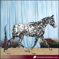 Horse Color:Black Splash Appaloosa 