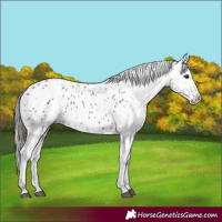 Horse Color:Black Appaloosa 