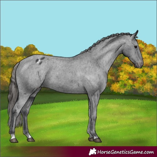 Horse Color:Black Appaloosa
