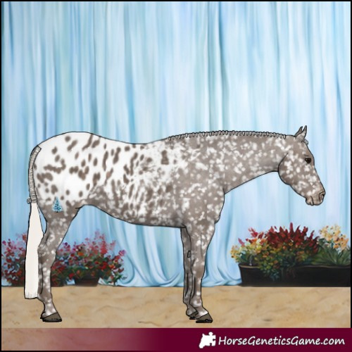 Horse Color:Silver Black Blanket