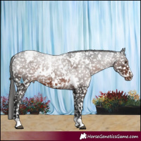 Horse Color:White Spotted Liver Chestnut Appaloosa 
