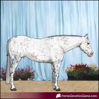 Horse Color:White Spotted Liver Chestnut Appaloosa