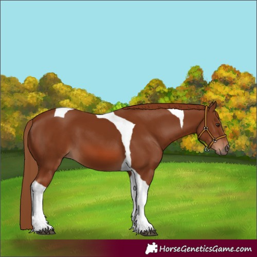 Horse Color:Chestnut Tobiano
