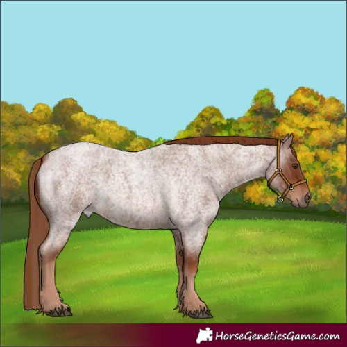 Horse Color:Red Roan Rabicano 