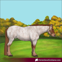 Horse Color:Red Roan Rabicano 