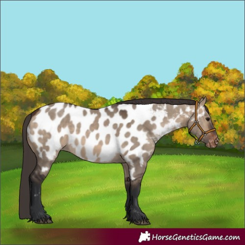 Horse Color:Brown Dun Appaloosa 